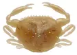 Berkley Gulp Saltwater Peeler Crab 2'' - Creature softbaits - 26102024 - 2