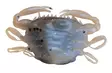 Berkley Gulp Saltwater Peeler Crab 2'' - Creature softbaits - 26102024 - 3