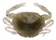 Berkley Gulp Saltwater Peeler Crab 2'' - Creature softbaits - 26102024 - 4