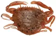 Berkley Gulp Saltwater Peeler Crab 2'' - Creature softbaits - 26102024 - 1