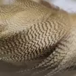 Hareline Mallard Flank - Other Feathers and Plumes - 40450300034 - 17