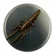 Microbite Decapod 5cm - Creature softbaits - 34003000054 - 4