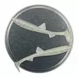 Microbite Osmerus 6,8cm 5kpl - Classic Softbaits - 34003000044 - 2