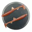 Microbite Osmerus 6,8cm 5kpl - Classic Softbaits - 34003000044 - 14
