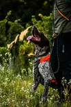 Non-stop Dogwear Protector Vest GPS 2.0 Orange - Dog Vests and Clothing - 7071652044844 - 4