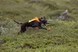 Non-stop Dogwear Protector Vest GPS 2.0 Orange - Dog Vests and Clothing - 7071652044844 - 3