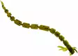 Westin Bloodteez 5,5cm - Creature softbaits - 6112024 - 4