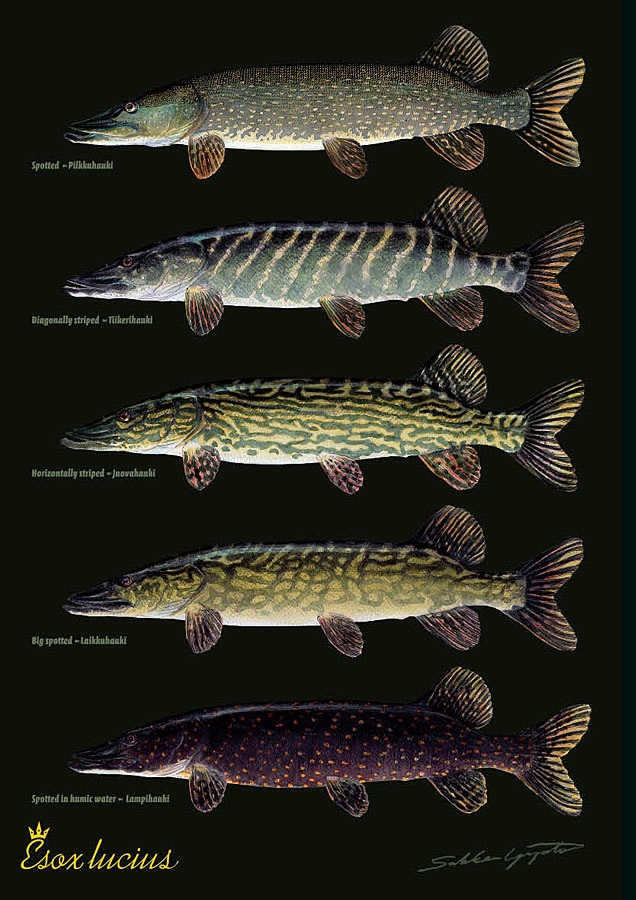 Sakke Yrjölä Hauen variaatiot A4 -kortti - Printed Matter - 6430048500394 - 1