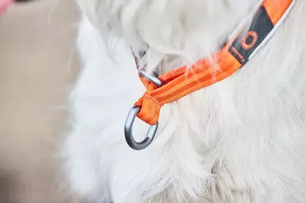 Non-stop Dogwear Cruise Collar Orange - Dog Collar - 7071652015035 - 2