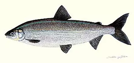 Sakke Yrjölä Juliste 50x23cm Siika - Printed Matter - 6430048501315 - 1