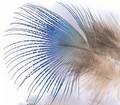 Peacock Blue Neck Hackle - Other Feathers and Plumes - 5056304603886 - 1