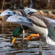 Avian-X Powerflight Mallard - Decoys - 082271001795 - 9