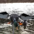 Avian-X Powerflight Mallard - Decoys - 082271001795 - 7