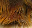 Hareline Golden Pheasant Body Feathers - Other Feathers and Plumes - 404503000055 - 2