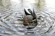 MOJO Butt-Up Rippler 3 - Decoys - 816740003795 - 4