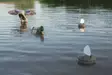 MOJO Flock a Flicker 2 (4-pack) - Decoys - 816740004655 - 3