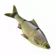 Savage Gear 3D Line Thru Roach 32cm Slow Sink - Soft Baits for Pike yli 100g - 04072023125 - 4