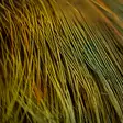 Wapsi Ringneck Pheasant Rump Hackle - Other Feathers and Plumes - 404503000015 - 4