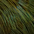 Wapsi Ringneck Pheasant Rump Hackle - Other Feathers and Plumes - 404503000015 - 6