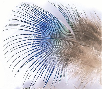 Peacock Blue Neck Hackle - Other Feathers and Plumes - 5056304603886 - 1