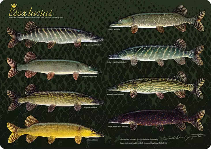 Sakke Yrjölä Haukitabletti - Hauenvariaa - Printed Matter - 6430048500615 - 2