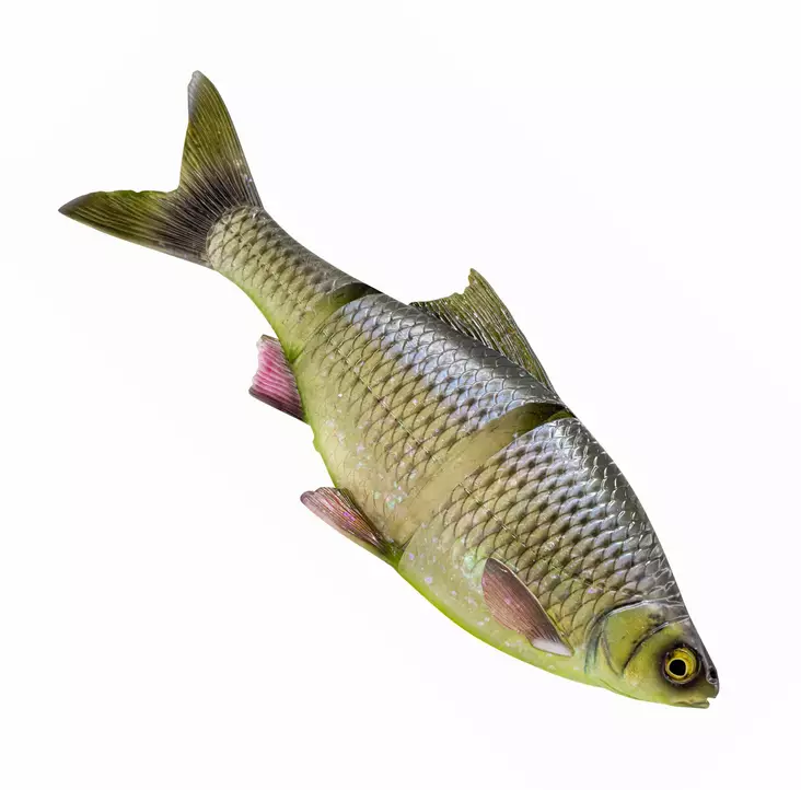 Savage Gear 3D Line Thru Roach 32cm Slow Sink Softbait for Big