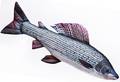 Gaby Grayling 65cm - Soft Fishes - 5905279175426 - 1