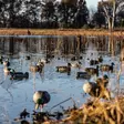 Avian-X Topflight Fusion Mallards 6pcs - Decoys - 810280080766 - 13