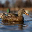 Avian-X Topflight Fusion Mallards 6pcs - Decoys - 810280080766 - 9