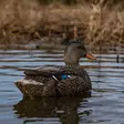Avian-X Topflight Fusion Mallards 6pcs - Decoys - 810280080766 - 12