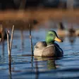 Avian-X Topflight Fusion Mallards 6pcs - Decoys - 810280080766 - 11