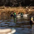 Avian-X Topflight Fusion Mallards 6pcs - Decoys - 810280080766 - 10
