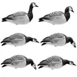 Final Approach Full Body Valkoposkihanhi 6pcs - Decoys - 728614284486 - 2