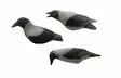 Final Approach Last Pass hooded Crow - Decoys - 728614276696 - 4