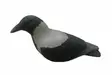 Final Approach Last Pass hooded Crow - Decoys - 728614276696 - 1