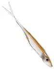 Gunki Kiddy 76 - Soft Baits for Vertical Fishing - kiddy76 - 11