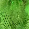 Silver Pheasant Body Feathers - Skins, Wings and Heads - 40400200516 - 4