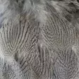 Silver Pheasant Body Feathers - Skins, Wings and Heads - 40400200516 - 13