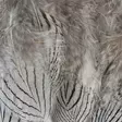 Silver Pheasant Body Feathers - Skins, Wings and Heads - 40400200516 - 6