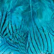 Silver Pheasant Body Feathers - Skins, Wings and Heads - 40400200516 - 15