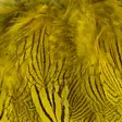 Silver Pheasant Body Feathers - Skins, Wings and Heads - 40400200516 - 5