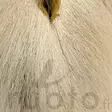Hareline UV2 Select Bucktail - Tails - 40500100006 - 14