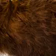 Hareline Wooly Bugger Marabou - Other Feathers and Plumes - 40450300026 - 13