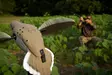 MOJO Voodoo Dove - Decoys - 0816740002576 - 3