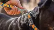 Ruffwear Crag Leash Midnight Wave - Dog Leash - 748960346126 - 5