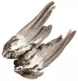 Veniard Grouse Wings - Skins, Wings and Heads - 5056304601615 - 2