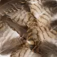 Woodcock Body Plumage - Other Feathers and Plumes - 5056304606153 - 4