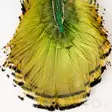 Wapsi Golden Pheasant Tippet - Classic Feathers - 40450200066 - 10
