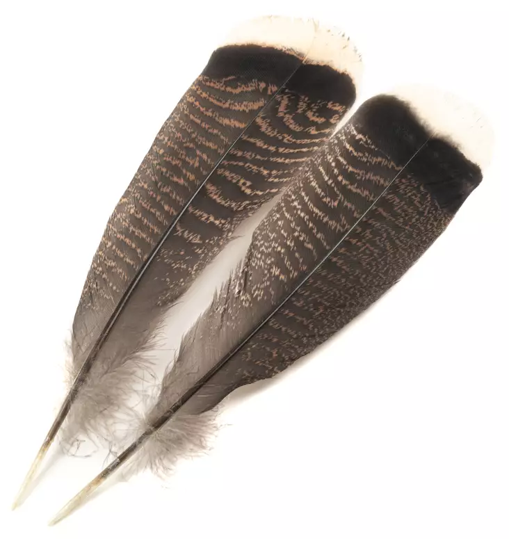 H.S.C. Turkey Tail White Tip - Classic Feathers - 6438407010386 - 1