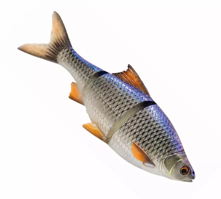 Savage Gear 3D Line Thru Roach 25cm Slow Sink - Soft Baits for Pike yli 100g - 04072023126 - 1